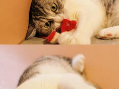 -猫儿山۰猫主题餐厅