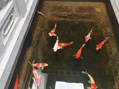 -鲤院·新中式美学·庭院餐厅(夫子庙店)