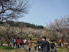 -香雪海
