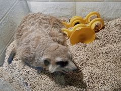 -平行世界·猫咖(首经贸店)