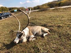 -塞罕坝国家级自然保护区