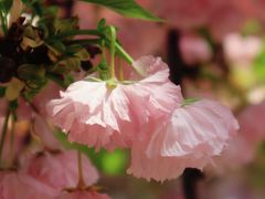 -广东花都香草世界旅游度假区