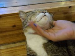 iphone_upload_pic-喵园·猫主题咖啡厅·撸猫·猫咖(国贸店)