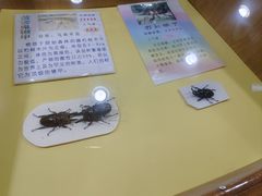 -上海大自然野生昆虫馆(东方明珠·爬宠昆虫探索中心)