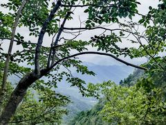 -天目山大树王景区