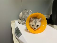 -伟伟宠物医院·瑞派猫友好医院·猫科(光谷店)