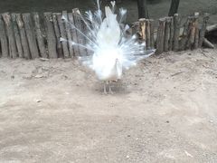 -哈尔滨北方森林动物园