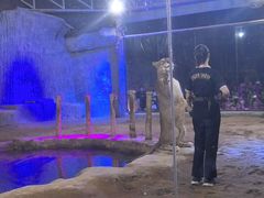 -清迈夜间动物园