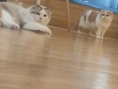 -滚猫咖啡·猫咖·猫友好撸猫(未来城店)