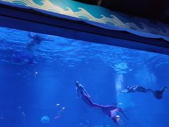 -烟台海昌鲸鲨海洋公园