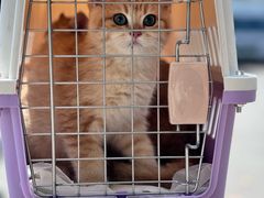 -芭比堂宠物医院·全科爱猫医院·仁德分院