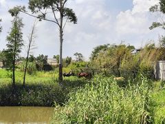 -江门古劳水乡旅游区