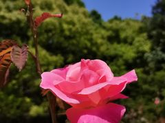 -上海共青森林公园