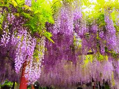 -嘉定紫藤园