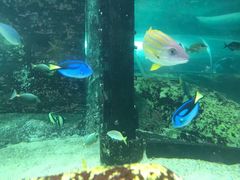 -悉尼海洋生物水族馆
