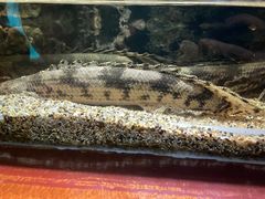 -太平洋海底世界