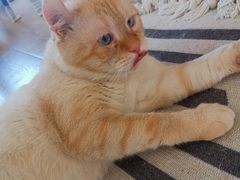 -猫腻·猫咖·撸猫馆(星光大道店)