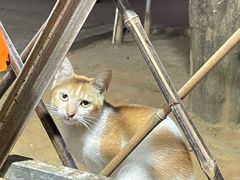 -光明刘冰乳鸽店(光明法政北路店)