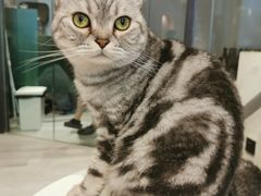 -猫儿山۰猫主题餐厅