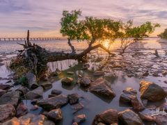 -宝安西湾红树林湿地公园