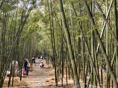 -同里国家湿地公园