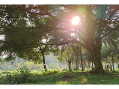 -南宁良凤江国家森林公园