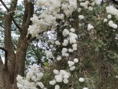 -昆明植物园