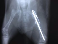 -佳怡动物医院·平价24小时·猫专科骨外科