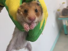 -怪兽屋·羊驼·猫咖·狗咖(俊华广场店)