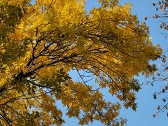 -老浒记民俗酒楼(王府井店)