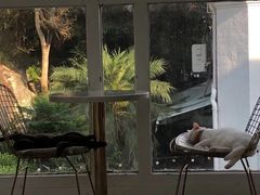 -有猫主题·治愈系猫咖(曾厝垵店)