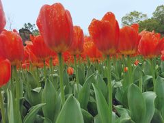 -上海鲜花港