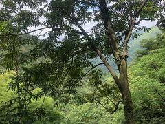 -藏龙百瀑风景区