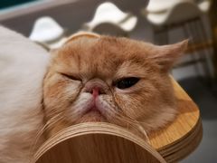 -飞行喵MR PILOT|猫舍·猫咖(静安大融城店)