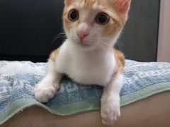 -御宝贝·A梦猫科宠物医院(国际猫友好医院)