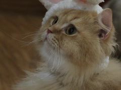 -MOCHA明星猫咖(田子坊店)