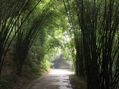 -芦沟竹海