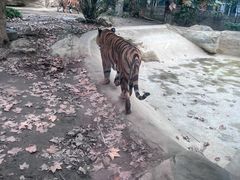 -成都动物园