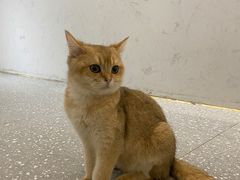-共舞时光猫咖·狗咖(新街口店)