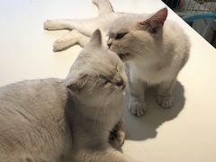 -怪兽屋·羊驼·猫咖·狗咖(俊华广场店)