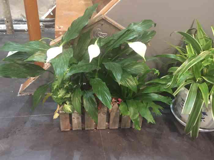 百灵花店(万达店)-"感觉挺好的 下回还在这里买花 价格略贵 .