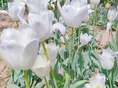 -石家庄市植物园