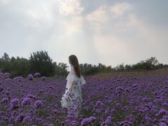 -北京东方普罗旺斯薰衣草庄园