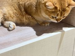 -藏猫猫咖啡主题馆(中央大道店)