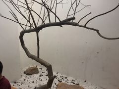 -喜茶(深圳海岸城店)