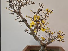 -无锡梅园公园
