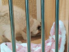 -老吴的猫·猫舍(新区店)