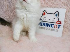 -十年猫舍·猫咪专门店(普陀店)