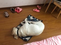 -芭比堂爱心动物医院·心脏科·犬猫内科(越城可乐分院)