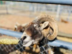 -长白岛森林公园